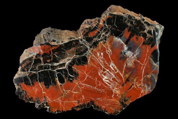 Red/Black, Polished Petrified Wood (Araucarioxylon) - Arizona #147914